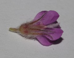 Indigofera spectabilis