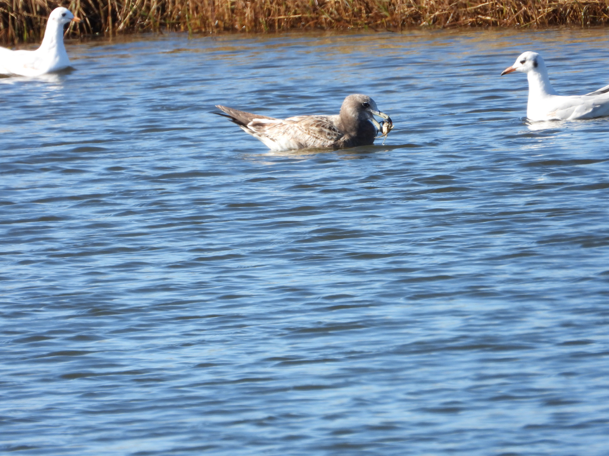 Olrog's Gull (Larus atlanticus), photo 6