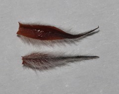 Indigofera spectabilis