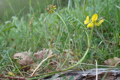 Hippocrepis comosa