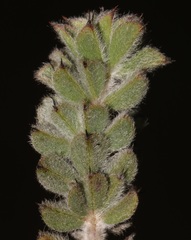 Indigofera spectabilis