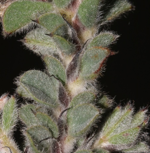 Image of Indigofera spectabilis by (c) Brian du Preez, some rights reserved (CC BY-SA)