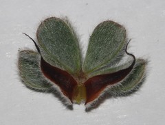 Indigofera spectabilis