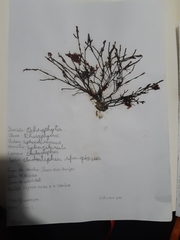 Cladostephus spongiosus