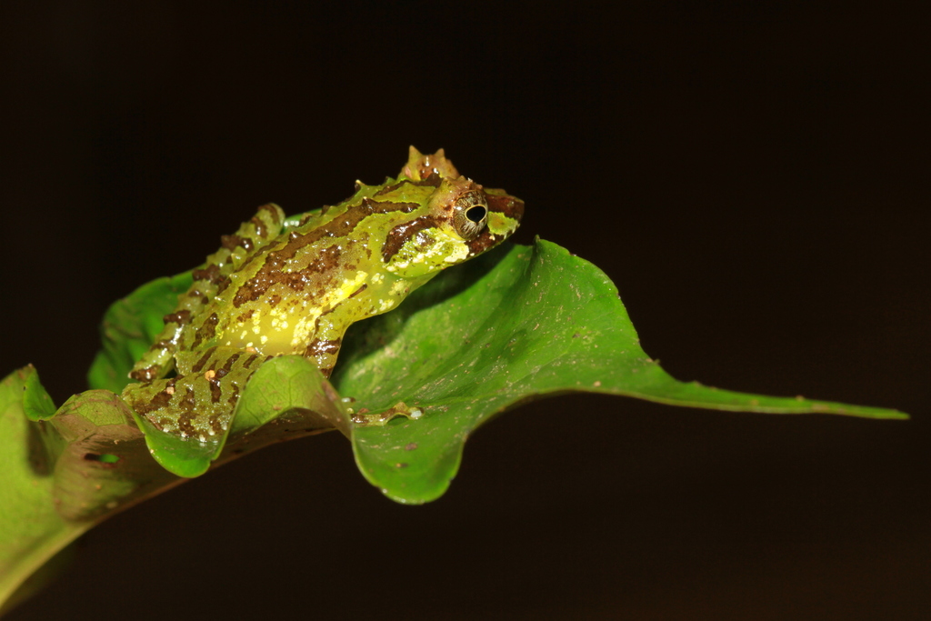 Horned Bushfrog