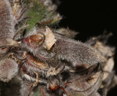 Indigofera spectabilis