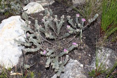 Indigofera spectabilis