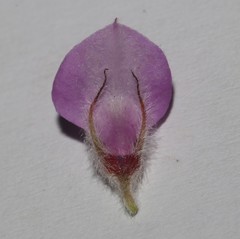 Indigofera spectabilis