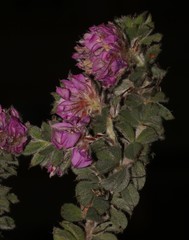 Indigofera spectabilis