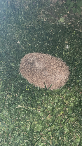 Common Hedgehog