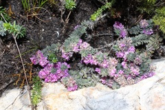Indigofera spectabilis