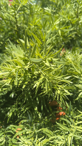 Podocarpus, 2026-05-29