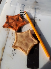 Ceramaster patagonicus