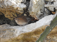 Uropsila leucogastra