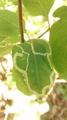 Phytomyza aprilina