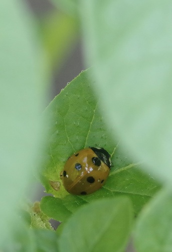 Seven-spotted Lady Beetle