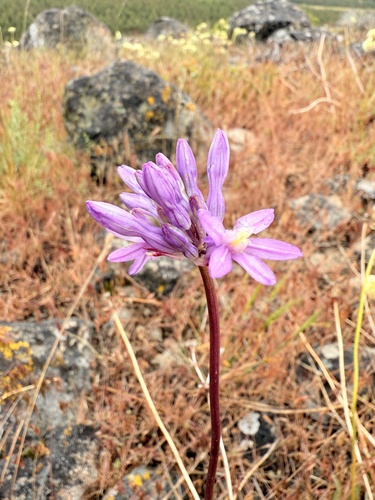 Dichelostemma multiflorum, photograph 6