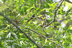 Rhipidura albicollis