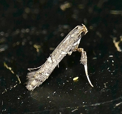 Caloptilia triadicae