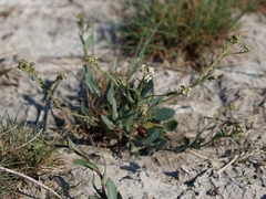Lepidium cartilagineum