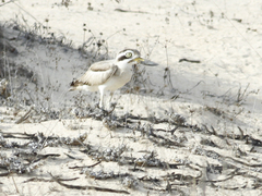 Esacus recurvirostris