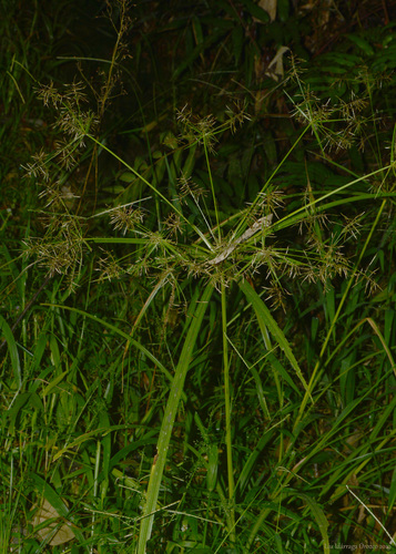 Cyperus distans iNat (3)