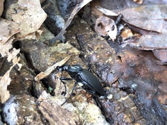 Carabus vinctus