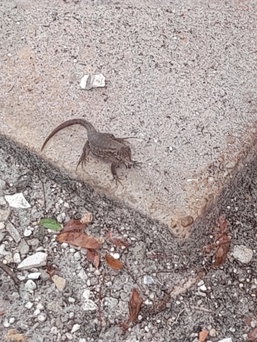 Northern Curly-tailed Lizard