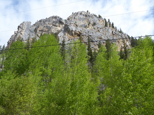 quaking aspen