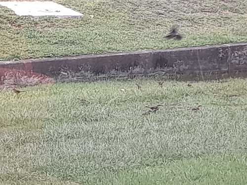 Boat-tailed Grackle