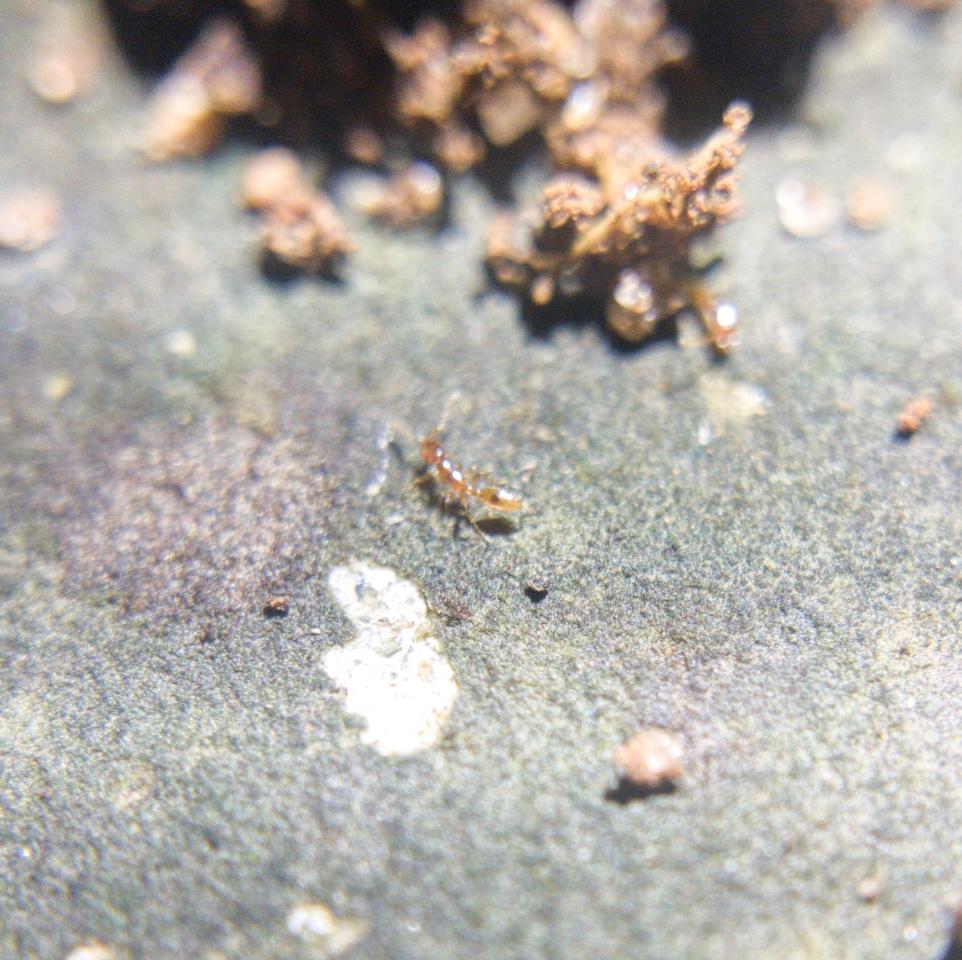 Leptanilla escheri