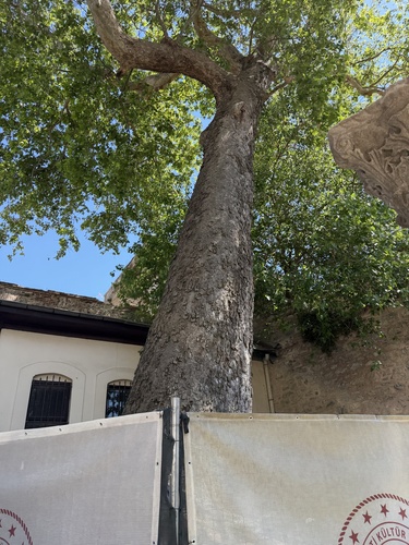 The Taşlı Çınar
