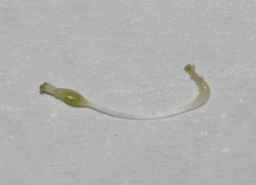 Image of Psoralea restioides by (c) Brian du Preez, some rights reserved (CC BY-SA)