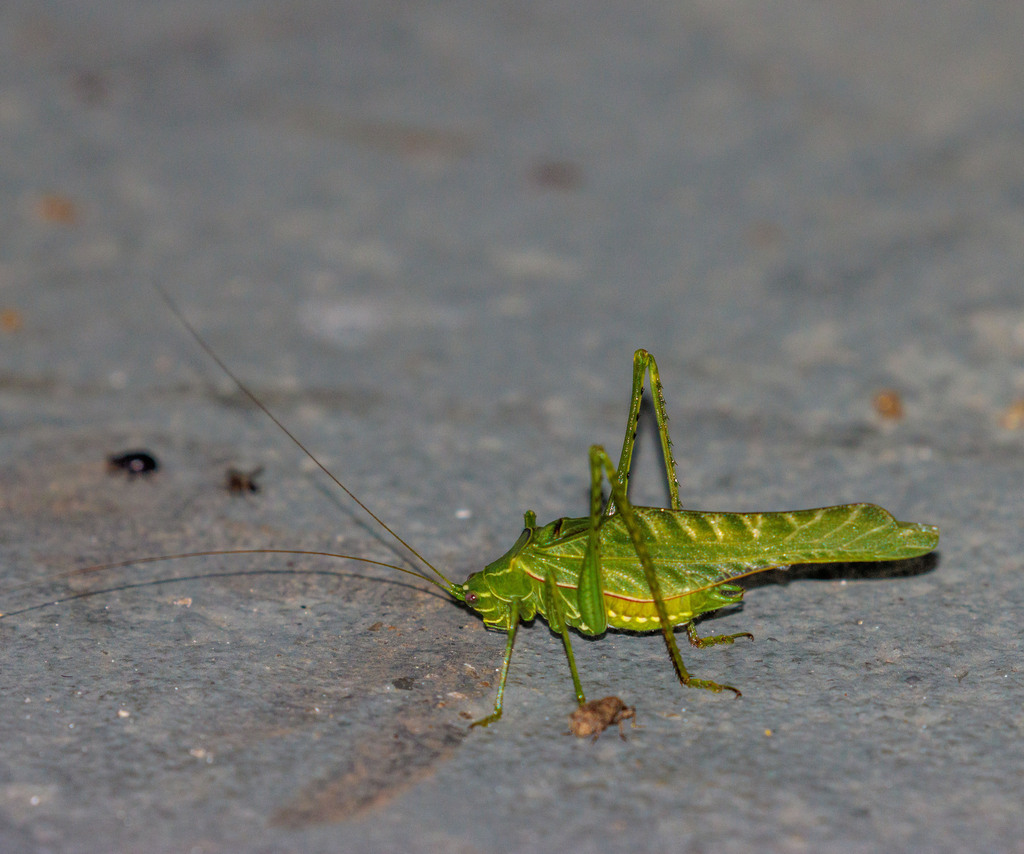 Sictuna zebrina
