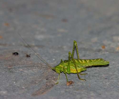 Sictuna zebrina