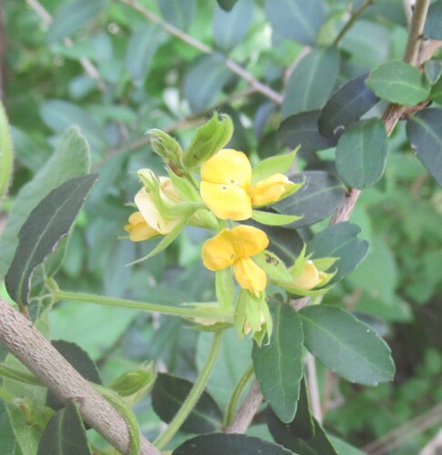 Rhynchosia latifolia, photograph 5