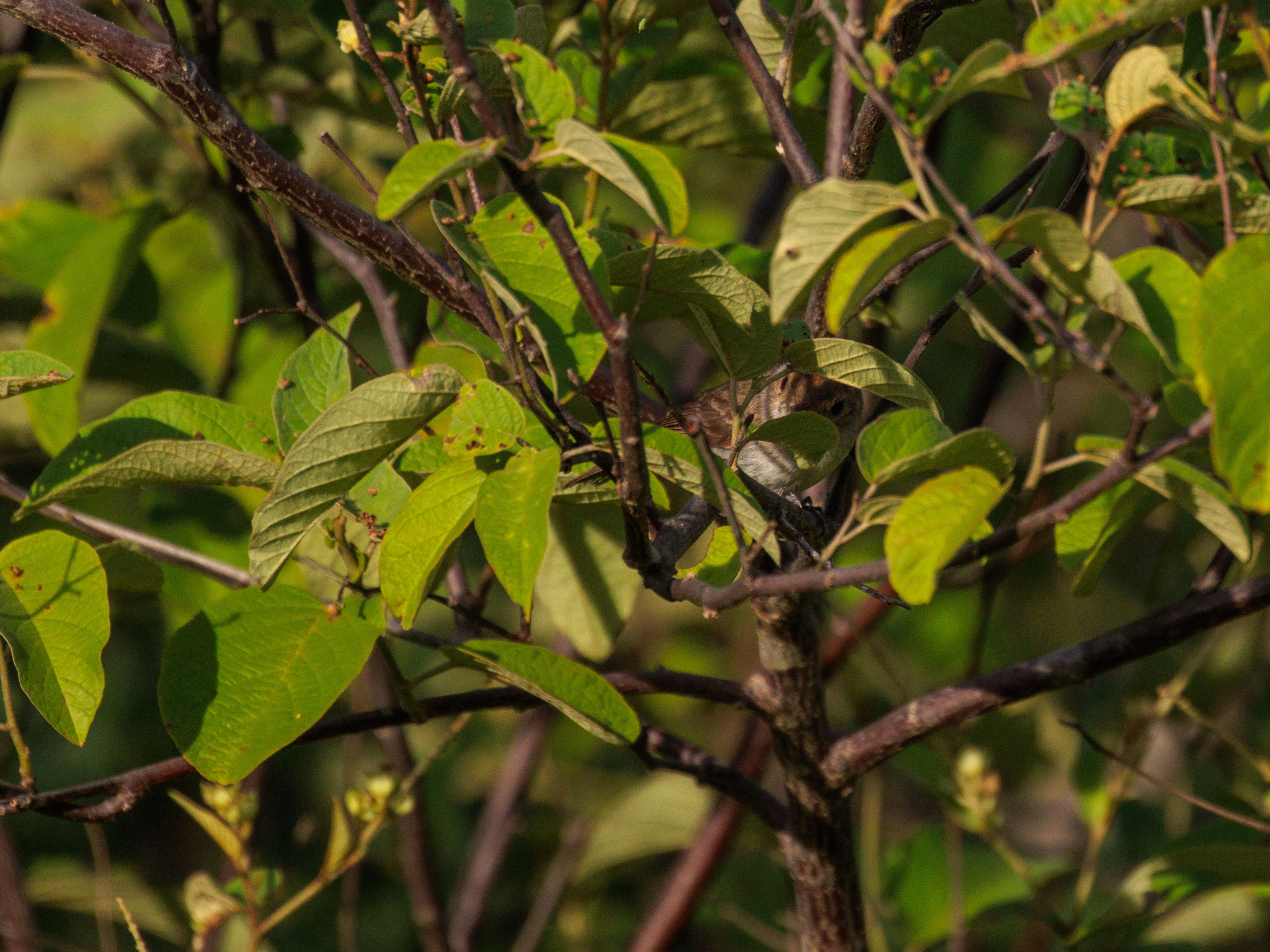 Fulvous-crowned Scrub Tyrant (Euscarthmus meloryphus), photo 4