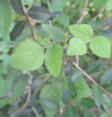 Rhynchosia latifolia, photograph (c) Linda Jo Conn, some rights reserved (CC BY)