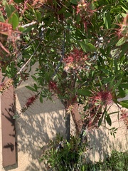 Melaleuca viminalis
