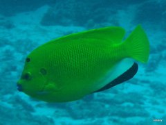 Apolemichthys trimaculatus