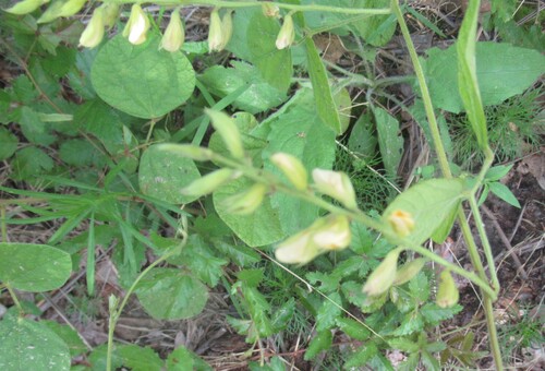 Rhynchosia latifolia, photograph 4