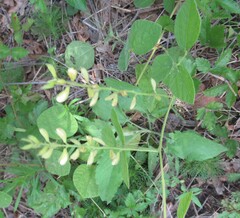 (c) Linda Jo Conn, some rights reserved (CC BY) Rhynchosia latifolia, photograph (c) Linda Jo Conn, some rights reserved (CC BY)