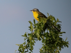 Motacilla flava flava