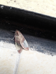 Bertholdia specularis