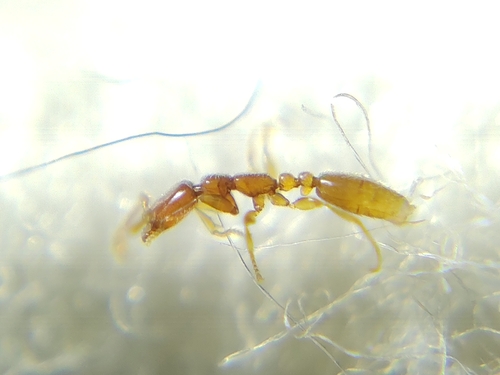 Leptanilla escheriLeptanilla escheri