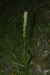 Habenaria parviflora