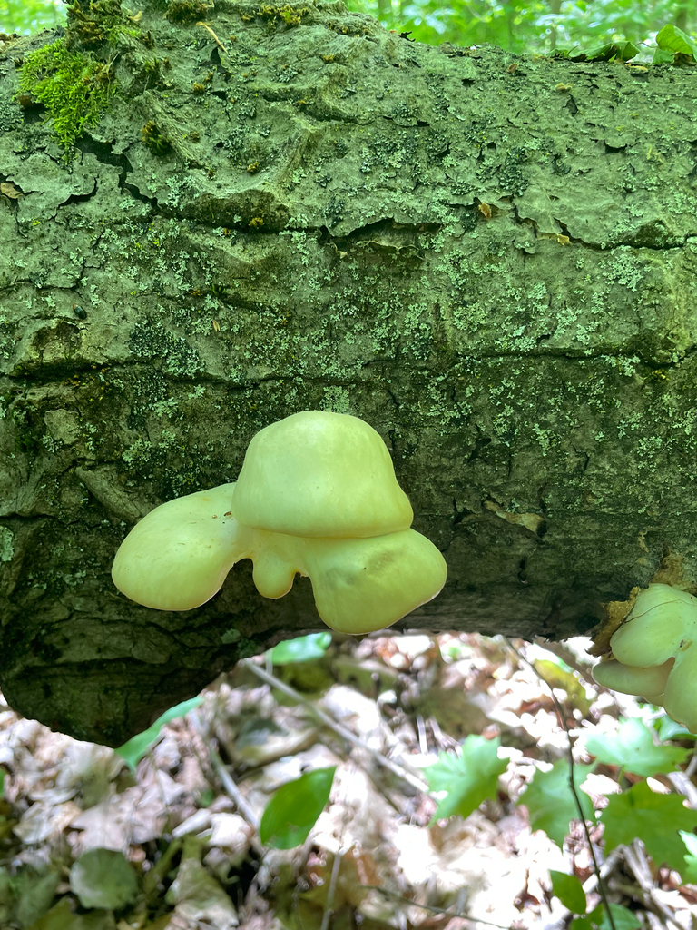 aspen oyster mushroom · May 2026 · photo: Photo: (c) nuthatchnicole, some rights reserved (CC BY) · iNaturalist
