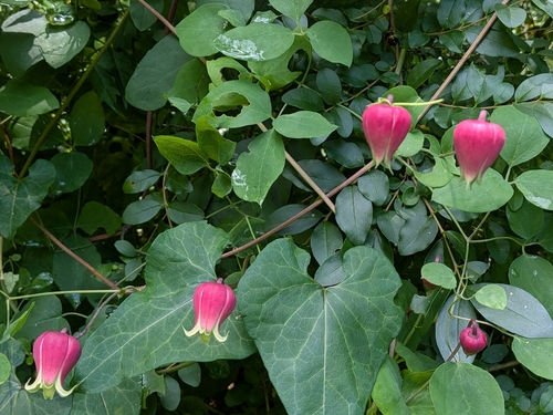 Clematis glaucophylla, photograph 2