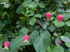 Clematis glaucophylla, photograph author not stated, no rights reserved