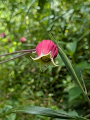 Clematis glaucophylla, photograph author not stated, no rights reserved